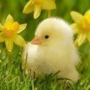 Meet your Posher, Jenn